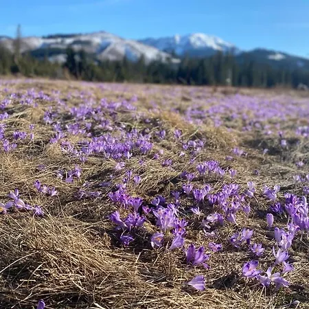 Lukaszowki Przy Krupowkach Lejlighed *